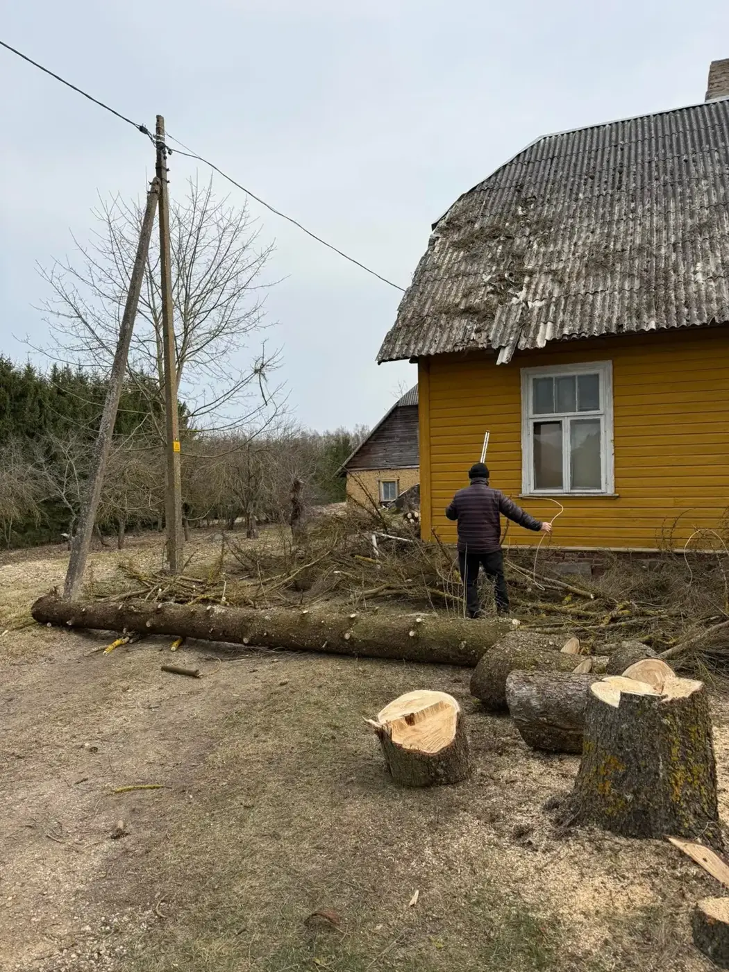 Kuivanud kuusk maja kõrval